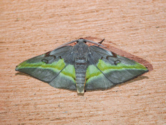 Hypochrosis cryptopyrrhata