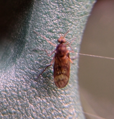 Sylvicola