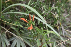 Dicliptera squarrosa