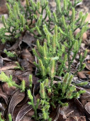 Selaginella arenicola