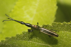 Brentus anchorago