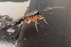 Itoplectis conquisitor