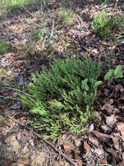 Selaginella arenicola