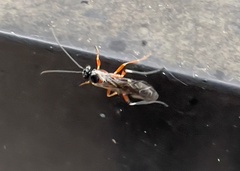 Itoplectis conquisitor