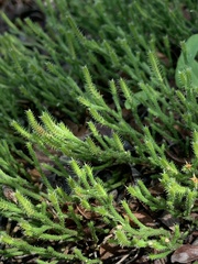 Selaginella arenicola