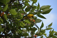 Pheucticus chrysogaster
