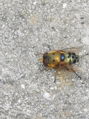 Austalis pulchella