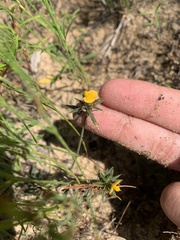 Stylosanthes biflora