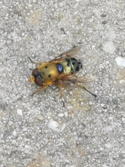 Austalis pulchella