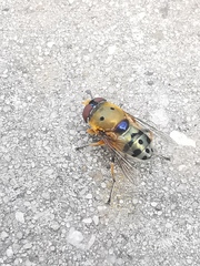 Austalis pulchella