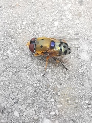 Austalis pulchella