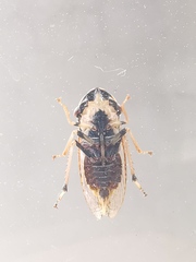 Stenocotis depressa