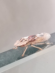 Stenocotis depressa