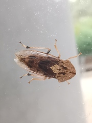 Stenocotis depressa