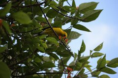 Pheucticus chrysogaster