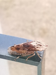 Stenocotis depressa
