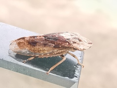 Stenocotis depressa