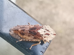 Stenocotis depressa