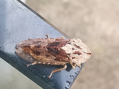 Stenocotis depressa