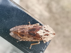 Stenocotis depressa