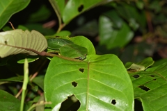 Choeradodis rhomboidea