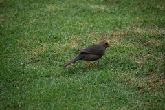 Turdus chiguanco