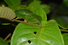 Choeradodis rhomboidea