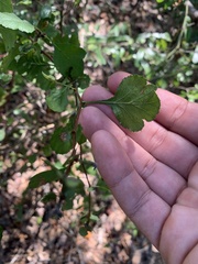 Crataegus michauxii