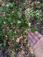 Crataegus michauxii