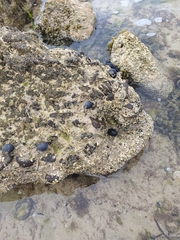 Nerita atramentosa