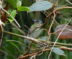 Leptopogon superciliaris