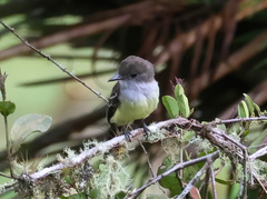 Myiarchus cephalotes