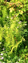 Dennstaedtia punctilobula