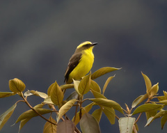 Conopias cinchoneti