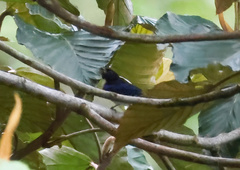 Iridophanes pulcherrimus