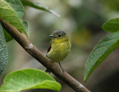 Pachyramphus versicolor