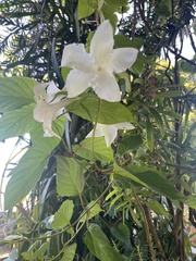 Mandevilla laxa