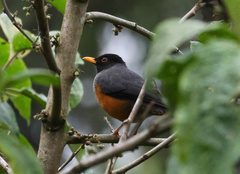 Turdus fulviventris