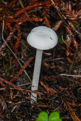 Entoloma sericellum