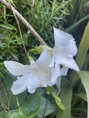 Mandevilla laxa
