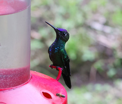 Heliodoxa leadbeateri
