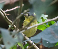 Pachyramphus versicolor