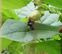 Bombus vancouverensis