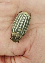 Polyphylla decemlineata