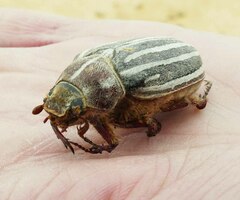 Polyphylla decemlineata