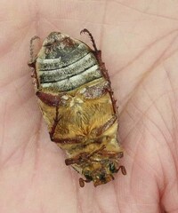 Polyphylla decemlineata