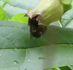 Bombus vancouverensis