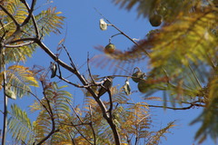 Vireo gilvus