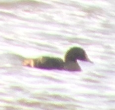 Somateria spectabilis