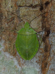 Chlorocoris distinctus